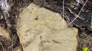 Stone, Texture, Rough, Dirty, Old, Wall