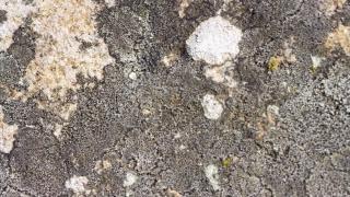 Stone, Texture, Surface, Rough, Pattern, Material