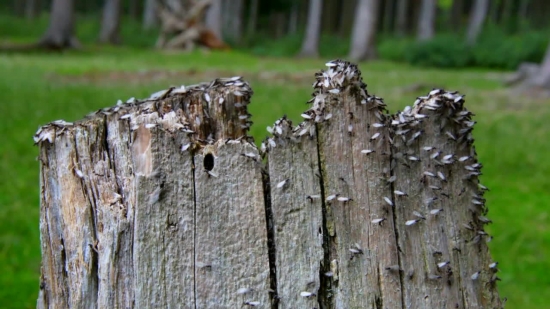 Stone Wall, Fence, Barrier, Obstruction, Wall, Texture