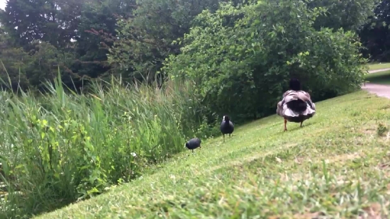 Stork, White Stork, Bird, Wading Bird, Aquatic Bird, Grass