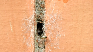 Stucco, Old, Wall, Aged, Texture, Brick