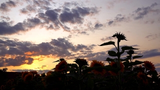 Sun, Sky, Sunset, Palm, Coconut, Tree