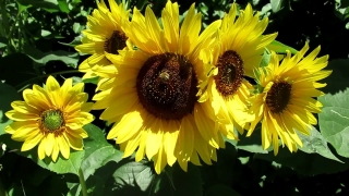 Sunflower, Flower, Yellow, Field, Agriculture, Summer