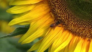 Sunflower, Flower, Yellow, Plant, Petal, Summer