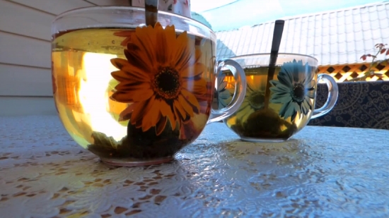 Sunflower, Flower, Yellow, Pumpkin, Plant, Vegetable
