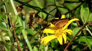 Sunflower, Herb, Plant, Vascular Plant, Flower, Yellow