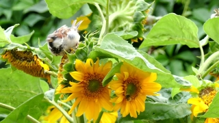 Sunflower, Plant, Flower, Yellow, Herb, Vascular Plant