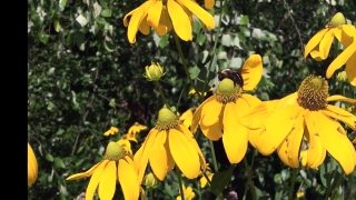 Sunflower, Plant, Herb, Vascular Plant, Flower, Yellow