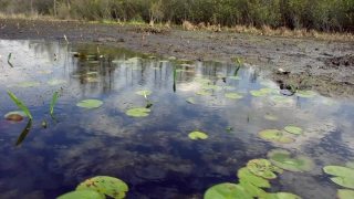 Swamp, Aquatic, Forest, Wetland, Water, River