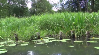 Swamp, Aquatic, Water, Lake, Wetland, Land