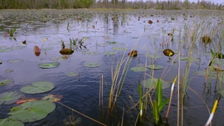 Swamp, Aquatic, Wetland, Water, Lake, Land