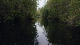 Swamp, Forest, Land, Tree, Wetland, Landscape