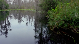 Swamp, Forest, Land, Tree, Wetland, River
