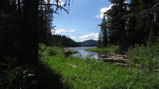 Swamp, Forest, Landscape, Land, Tree, Wetland