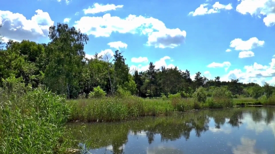 Swamp, Lake, Wetland, Tree, Forest, Landscape