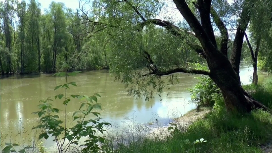 Swamp, Land, Forest, Wetland, Tree, River