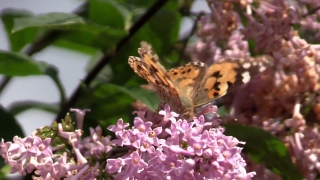 Swamp Milkweed, Milkweed, Herb, Vascular Plant, Plant, Butterfly Bush