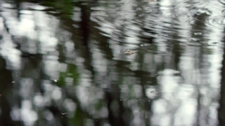 Swamp, Water, Wetland, Lake, Reflection, Tree