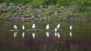 Swamp, Wetland, Lake, Water, Egret, Land