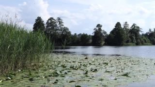 Swamp, Wetland, Land, Forest, Lake, Landscape