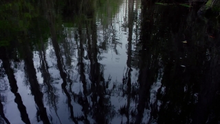 Swamp, Wetland, Land, Forest, Tree, Landscape