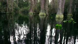 Swamp, Wetland, Land, Forest, Tree, Landscape