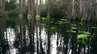 Swamp, Wetland, Land, Forest, Tree, Landscape
