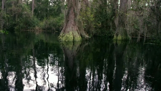 Swamp, Wetland, Land, Forest, Tree, Landscape