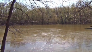 Swamp, Wetland, Land, Forest, Water, Lake