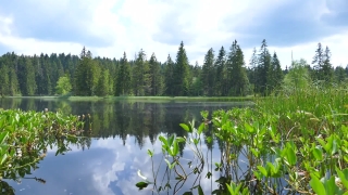 Swamp, Wetland, Land, Lake, Forest, Landscape