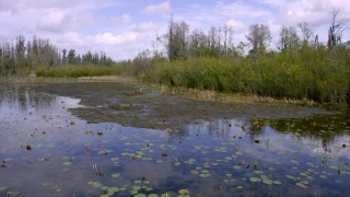 Swamp, Wetland, Land, Lake, Forest, Landscape