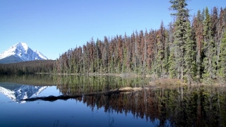 Swamp, Wetland, Land, Lake, Landscape, Forest