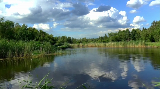 Swamp, Wetland, Land, Lake, Landscape, Water