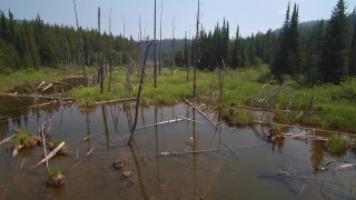 Swamp, Wetland, Land, Lake, Water, Forest