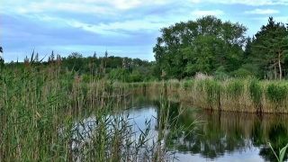 Swamp, Wetland, Land, Lake, Water, Landscape