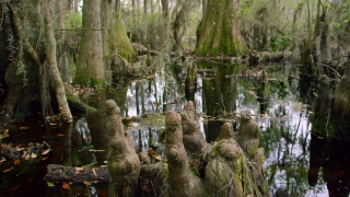 Swamp, Wetland, Land, Tree, Forest, Landscape