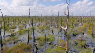 Swamp, Wetland, Land, Tree, Landscape, Forest