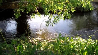 Swamp, Wetland, Land, Water, Lake, Landscape