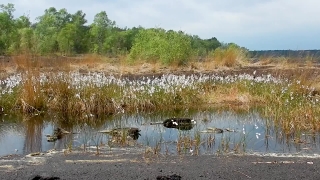 Swamp, Wetland, Land, Water, Lake, Landscape