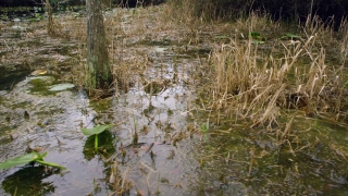 Swamp, Wetland, Land, Water, Lake, Tree