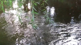 Swamp, Wetland, Land, Water, River, Forest