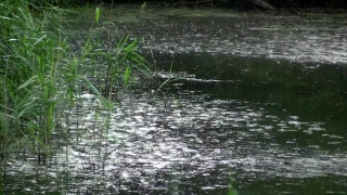 Swamp, Wetland, Water, Lake, Land, Alligator