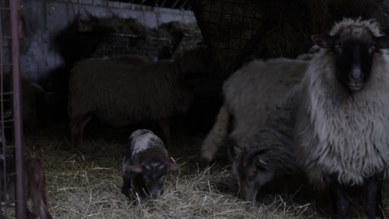 Swine, Livestock, Calf, Mammal, Farm, Wild