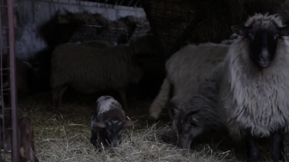 Swine, Warthog, Livestock, Ungulate, Farm, Mammal