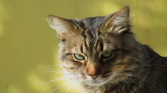 Tabby, Domestic Cat, Domestic Animal, Cat, Feline, Kitten