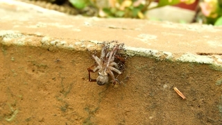Tarantula, Spider, Arachnid, Arthropod, Wolf Spider, Invertebrate