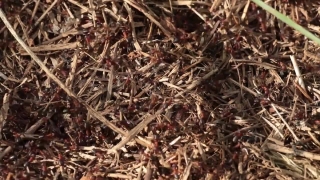Tea, Plant, Herb, Dry, Leaf, Shrub