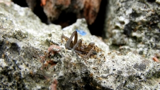Termite, Insect, Arthropod, Invertebrate, Animal, Ant