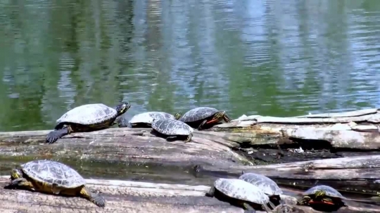 Terrapin, Turtle, Water, Reptile, Lake, Wildlife