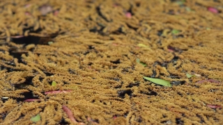 Texture, Pattern, Brown, Textured, Surface, Material